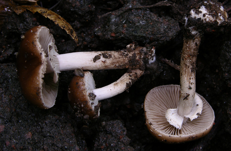 Ocrosporeo da determinare.